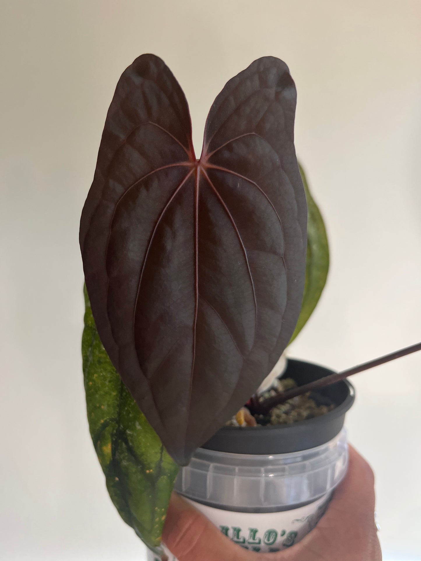 Mr. Worldwide x Red Vein Dark Phoenix Set of 2 seedlings