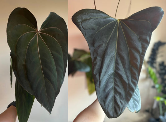 Anthurium (dressleri x carlablackiae) x Mr. WW seedlings (set of 2)